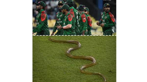 বাংলাদেশ ও শ্রীলংকার মধ্যকার খেলার সময় মাঠে একটি সাপ ডুকে পড়ে